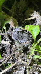 Duttaphrynus melanostictus