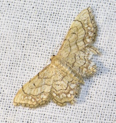 Idaea moniliata
