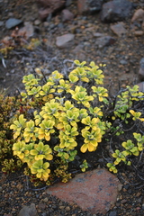 Brachyglottis bidwillii