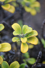 Brachyglottis bidwillii