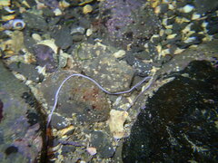 Baseodiscus hemprichii