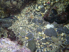 Baseodiscus hemprichii