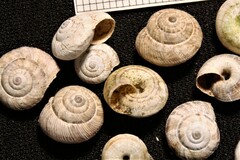 Xeroplexa intersecta