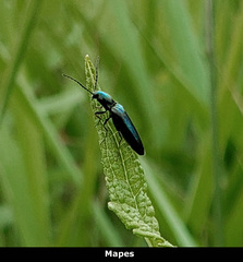 Nitidolimonius resplendens
