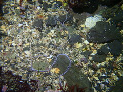 Baseodiscus hemprichii