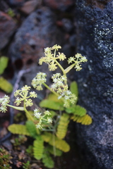 Anisotome aromatica