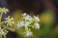 Anisotome aromatica