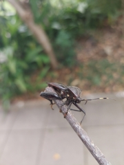 Pachylis laticornis