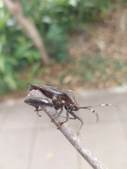 Pachylis laticornis