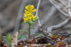 Corydalis speciosa