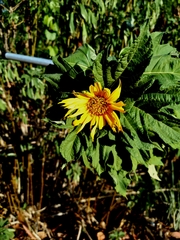 Tithonia