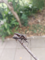 Pachylis laticornis