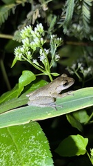 Polypedates megacephalus