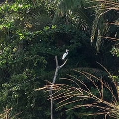 Ardea alba