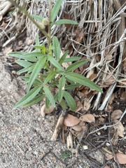 Florestina tripteris