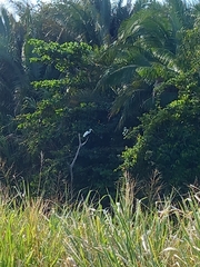 Ardea alba