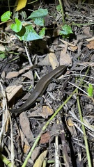 Eutropis
