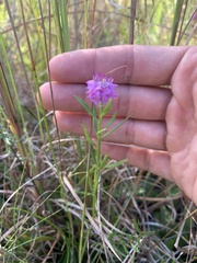 Polygala cruciata