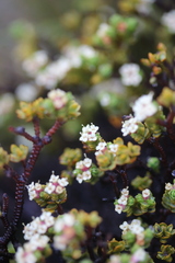 Pimelea microphylla