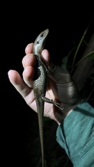 Eutropis