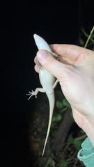 Eutropis