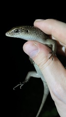 Eutropis