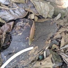 Eutropis carinata