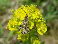 Chamaesphecia tenthrediniformis