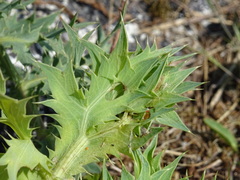 Agonopterix cnicella