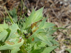 Agonopterix cnicella