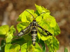 Chamaesphecia tenthrediniformis