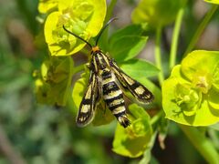 Chamaesphecia tenthrediniformis