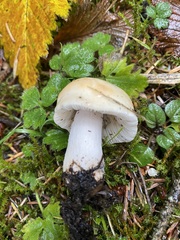 Russula crassotunicata