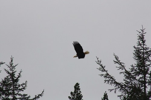Haliaeetus leucocephalus