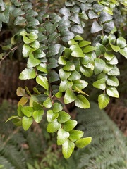 Nothofagus cunninghamii