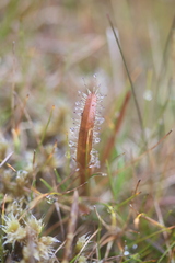 Drosera arcturi
