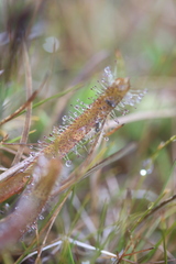 Drosera arcturi