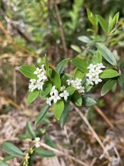 Pimelea