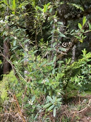 Pimelea