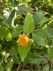 Tilesia baccata