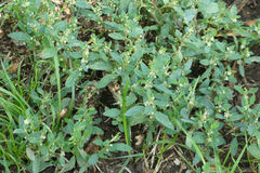 Polygonum aviculare