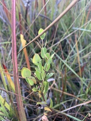 Hypericum crux-andreae