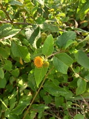 Tilesia baccata