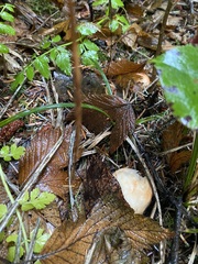 Russula crassotunicata