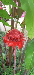 Etlingera elatior