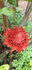 Etlingera elatior