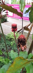 Etlingera elatior
