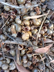 Gastropoda