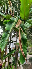 Etlingera elatior