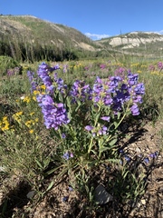 Penstemon scariosus